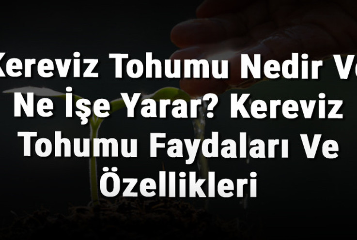 Kereviz Tohumu Nedir Ve Ne İşe Yarar? Kereviz Tohumu Faydaları Ve Özellikleri
