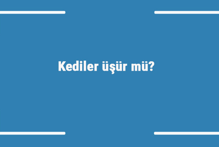 Kediler üşür mü? Balkonda, karda, yıkanınca ve yazın yavru kediler üşürler mi