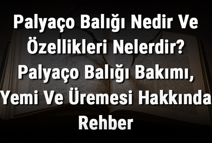 Palyaço Balığı Nedir Ve Özellikleri Nelerdir? Palyaço Balığı Bakımı, Yemi Ve Üremesi Hakkında Rehber