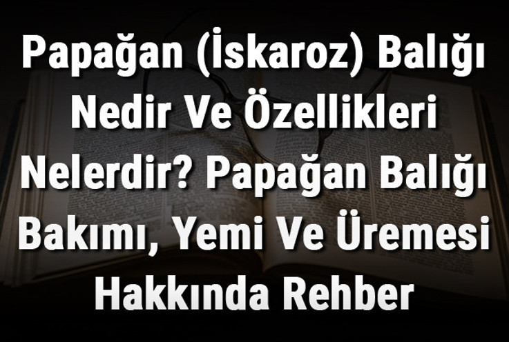 Papağan (İskaroz) Balığı Nedir Ve Özellikleri Nelerdir? Papağan Balığı Bakımı, Yemi Ve Üremesi Hakkında Rehber