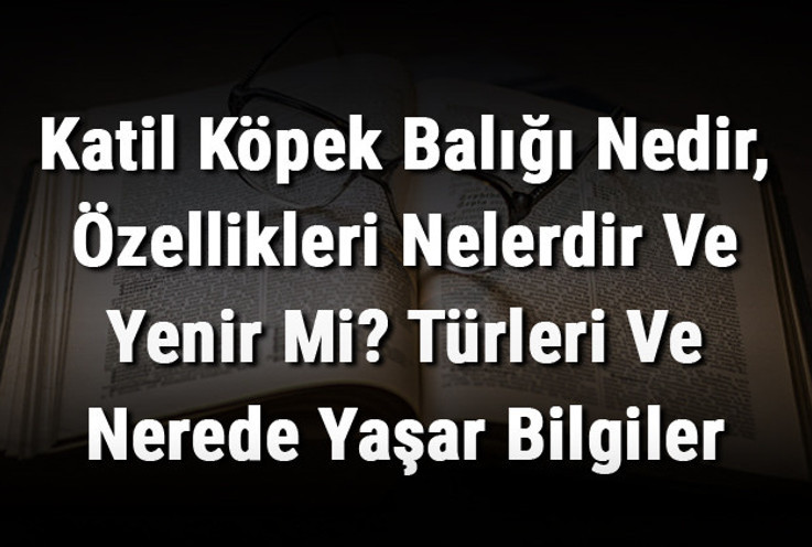 Katil Köpek Balığı Nedir, Özellikleri Nelerdir Ve Yenir Mi? Türleri Ve Nerede Yaşar Bilgiler