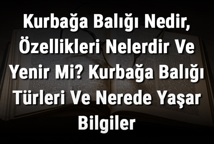 Kurbağa Balığı Nedir, Özellikleri Nelerdir Ve Yenir Mi? Kurbağa Balığı Türleri Ve Nerede Yaşar Bilgiler