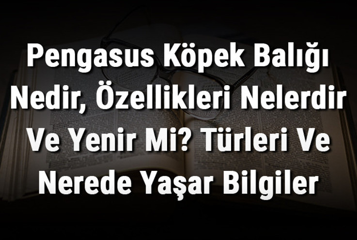 Pengasus Köpek Balığı Nedir, Özellikleri Nelerdir Ve Yenir Mi? Türleri Ve Nerede Yaşar Bilgiler