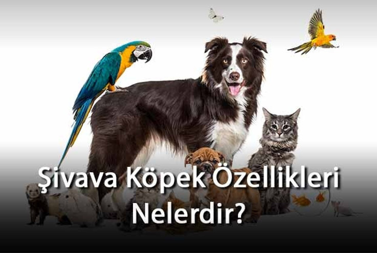 Şivava Köpek Özellikleri Nelerdir? Ne Kadar Büyür, Nasıl Eğitilir? Şivava Cinsi Köpek İçin İsim Önerileri