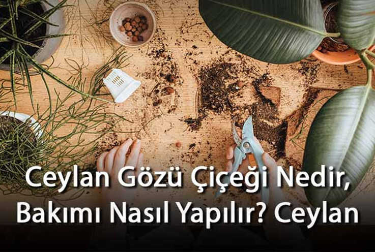 Ceylan Gözü Çiçeği Nedir, Bakımı Nasıl Yapılır? Ceylan Gözü Çiçeği Özellikleri Ve Bakımının Püf Noktaları