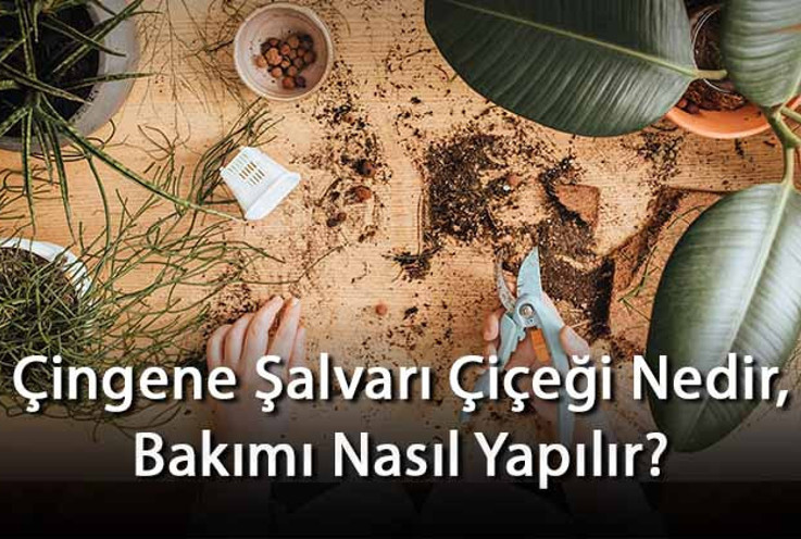 Çingene Şalvarı Çiçeği Nedir, Bakımı Nasıl Yapılır? Çingene Şalvarı Çiçeği Özellikleri Ve Bakımının Püf Noktaları