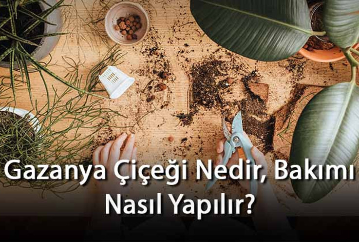 Gazanya Çiçeği Nedir, Bakımı Nasıl Yapılır? Gazanya Çiçeği Özellikleri Ve Bakımının Püf Noktaları