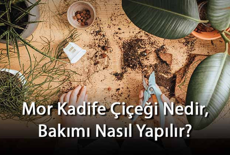 Mor Kadife Çiçeği Nedir, Bakımı Nasıl Yapılır? Mor Kadife Çiçeği Özellikleri Ve Bakımının Püf Noktaları