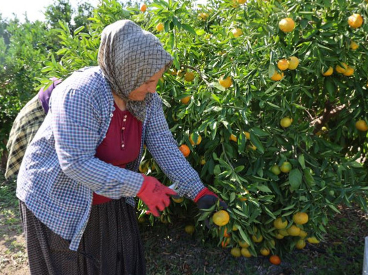 İşte fiyatı en çok azalan ve artan ürünler