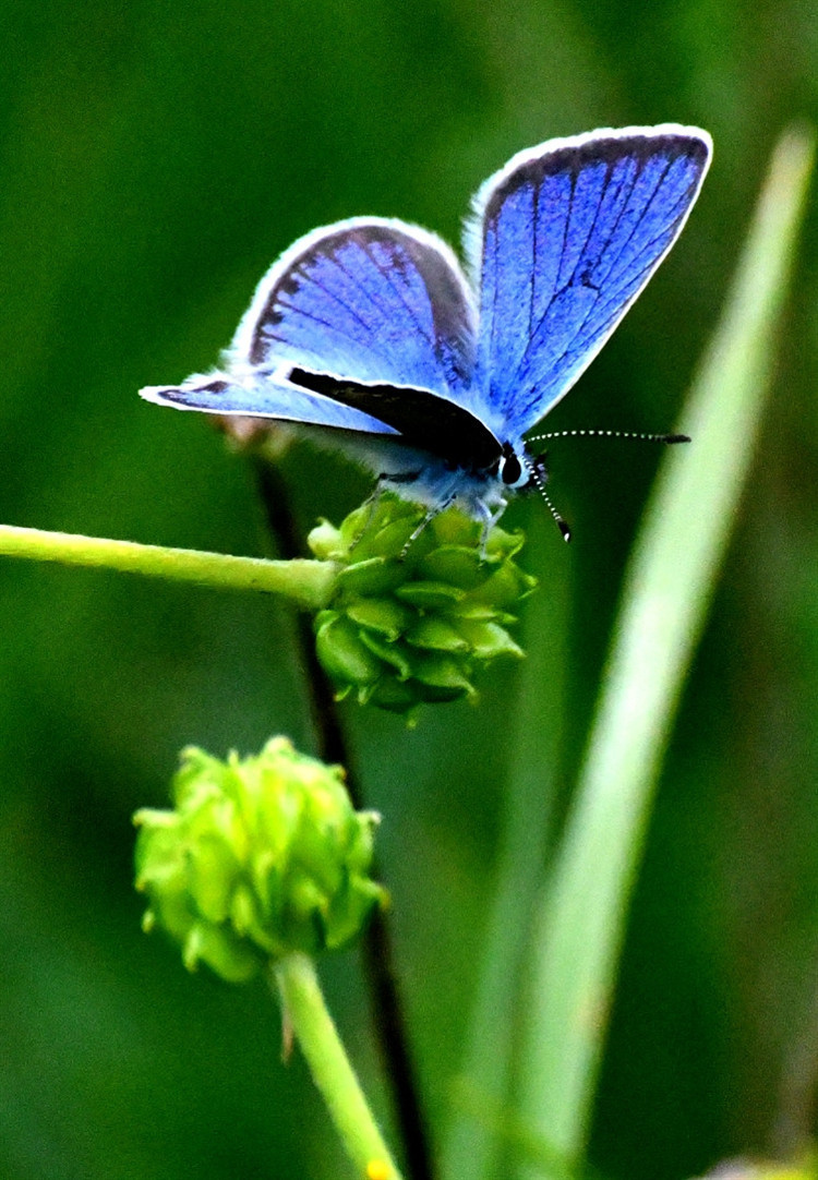 Kelebekler kış uykusuna yatar ve göç eder