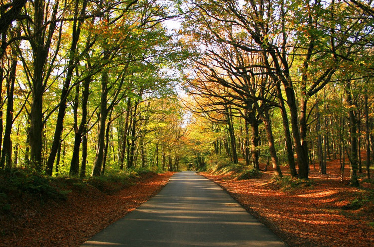 3- BELGRAD ORMANI / İSTANBUL - 8 KM.