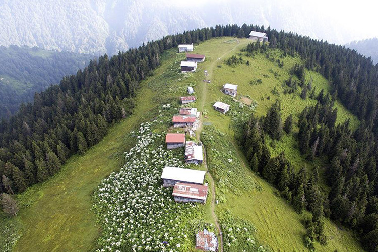 Pokut Yaylası