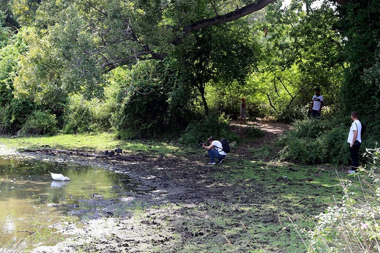 Pelikan, kuğu, balıkçıl ve ördeklerin doğal yaşam alanı