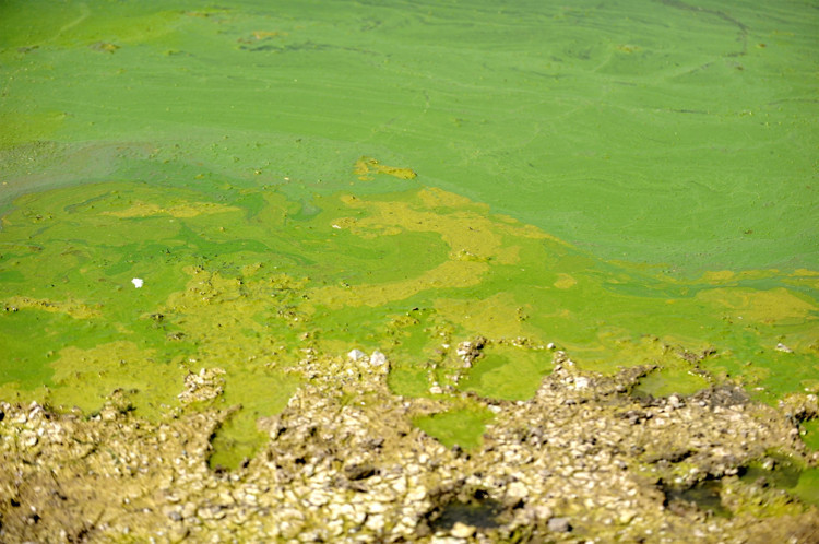 AZOT VE FOSFOR ALGLERİN ARTMASINA NEDEN OLUYOR