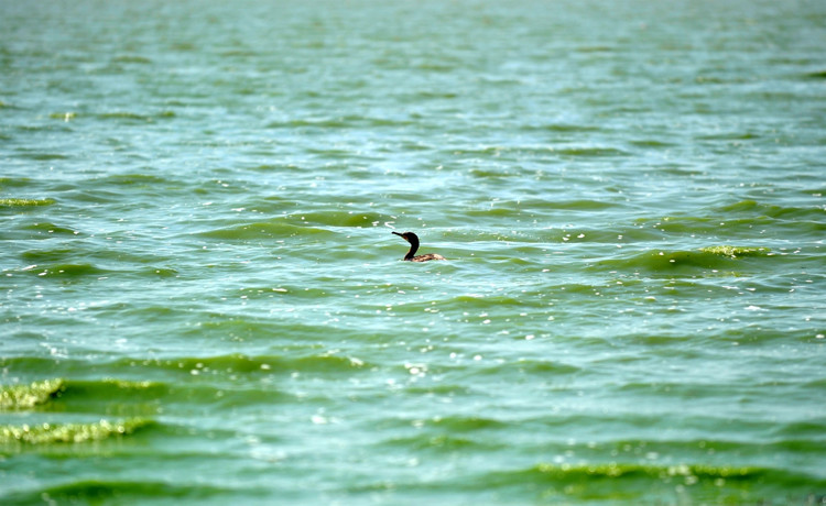GÖLDEKİ TOKSİN BALIKLARI TÜKETEN İNSANLARA GEÇEBİLİR