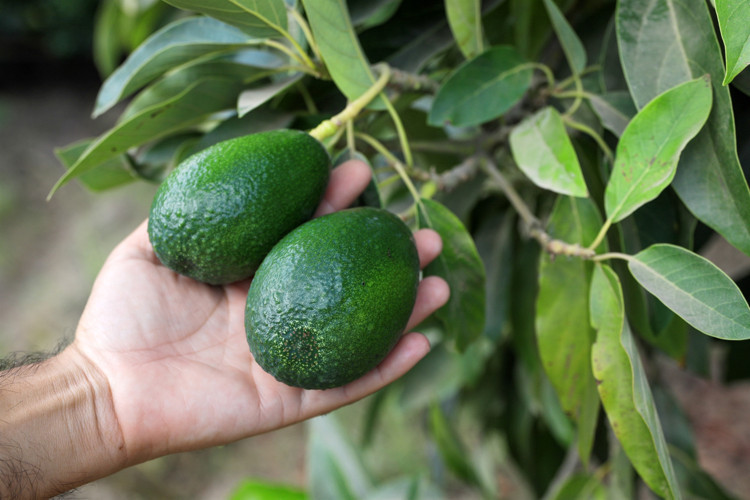 3 YILDA MEYVE VERİYOR, TEK MASRAFI SU