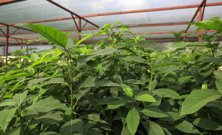 ÇEVRE İLLERDEN GELİP GECEDEN SIRAYA GİRENLER VAR