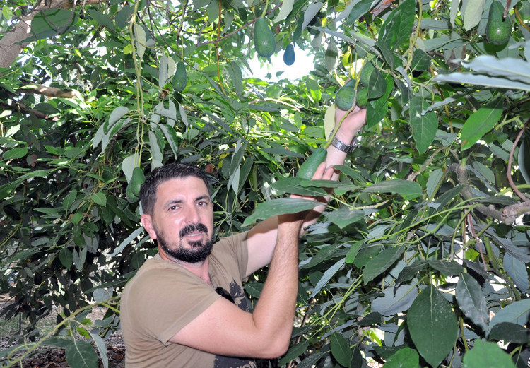 600 BİN ADET FİDANA İHTİYAÇ VAR