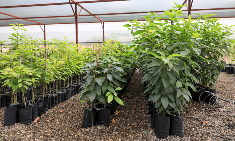 ’RESTORANLARDAN AVOKADO ÇEKİRDEĞİ ALANLAR VAR’