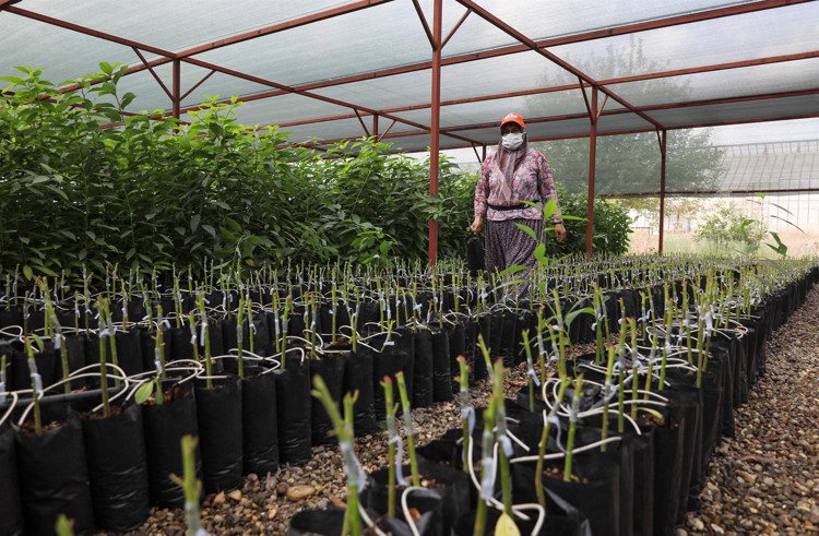 FİDAN SIRASI HER YIL GÜNCELLENİYOR