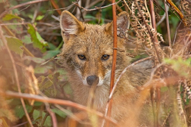 ‘TETİĞE DEĞİL, DEKLANŞÖRE BAS’