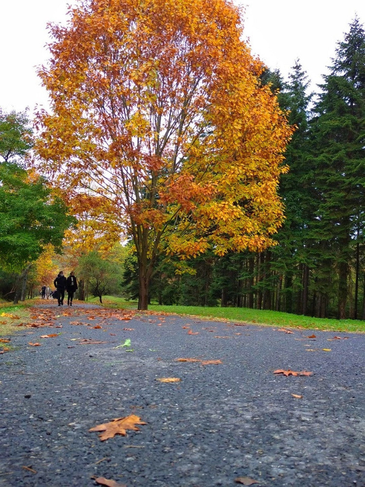 Arboretum nedir