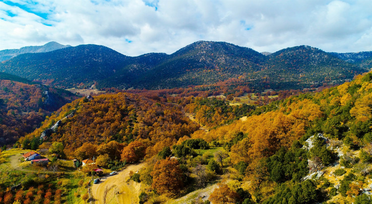 SADECE TÜRKİYEDE YETİŞİYOR