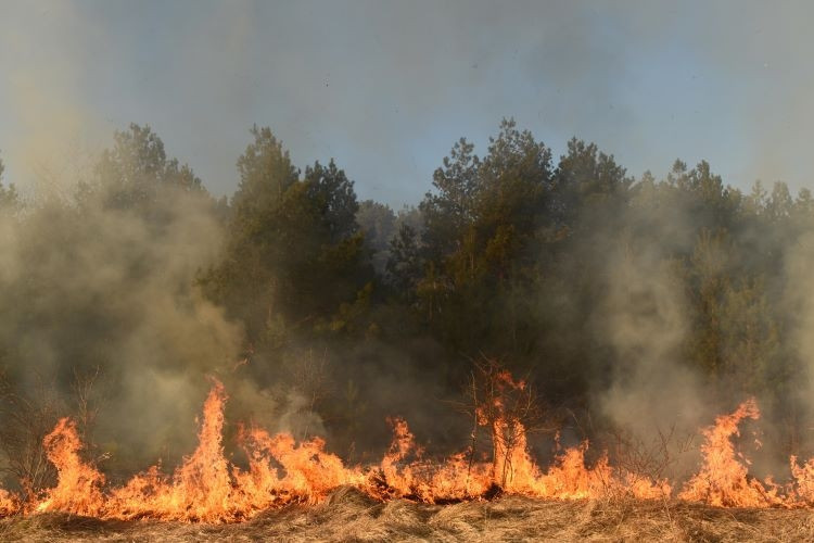 Kavurucu sıcaklar ve orman yangınları, Sibirya, Rusya 2020