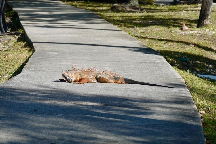 Don olayları, Florida, 2020