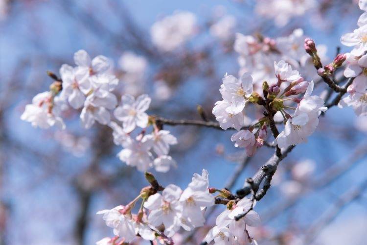 İlkbaharda kar yağışı, Japonya, 2020