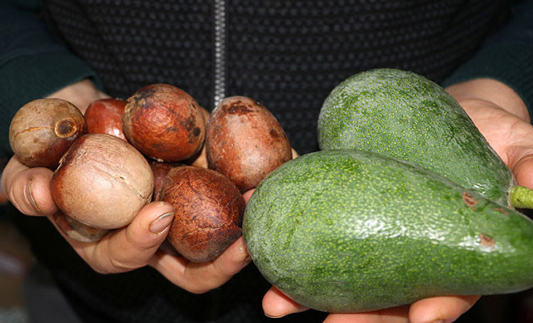 Avokado ne zaman tüketilmelidir