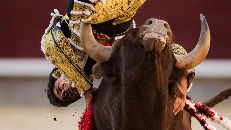 Boğa güreşleri bitiyor mu