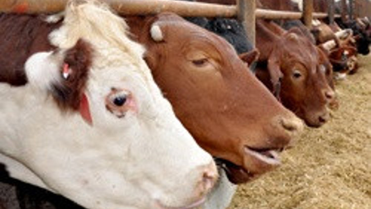 ET BALIK’A HASTALIKLI ET VERDİLER, PİYASAYA ÖLÜ HAYVAN ETİ SÜRDÜLER ET BALIK’A HASTALIKLI ET VERDİLER, PİYASAYA ÖLÜ HAYVAN ETİ SÜRDÜLER