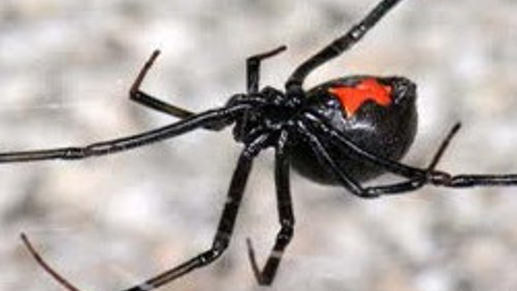 Askeri üs kapattıran korku Askeri üs kapattıran korku