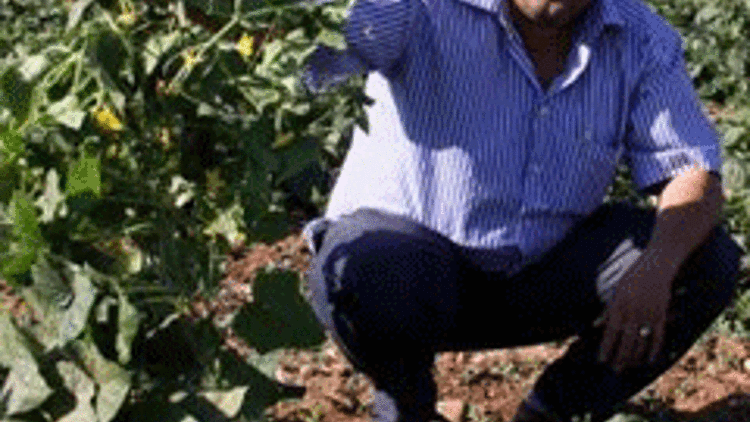 Salatalıklar strese girdi