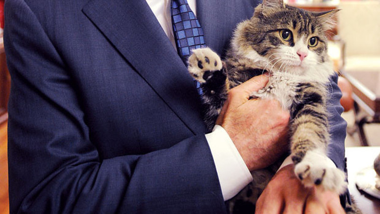 CHPnin kedisi Şerodan mesaj var