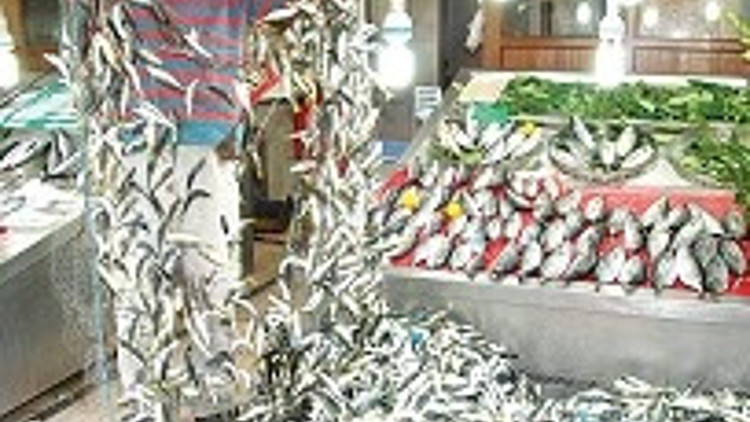 Ege’nin sardalyası Karadeniz’e kaçtı Ege’nin sardalyası Karadeniz’e kaçtı