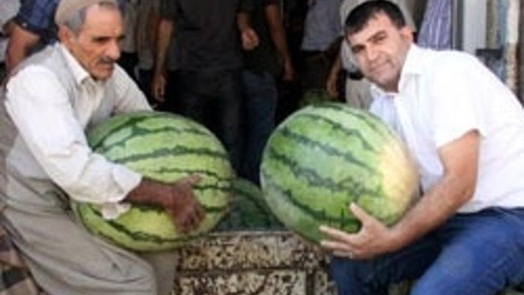 Güvercin, yarasa ve sıvı solucan gübresiyle bu hale geliyorlar