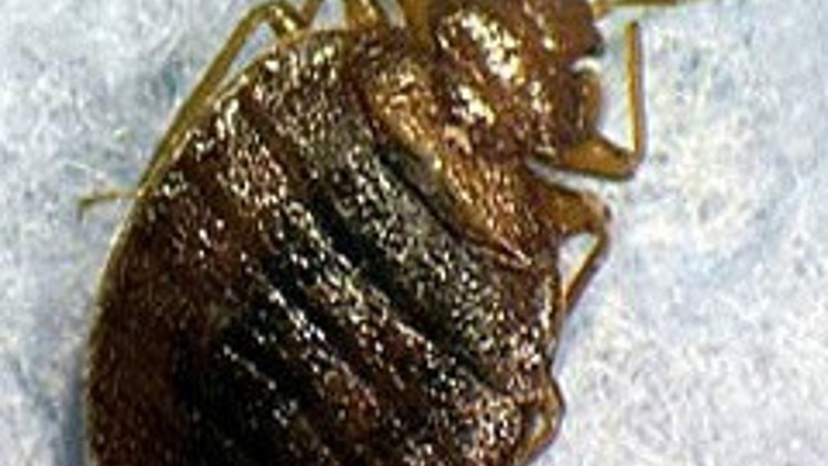 ABDnin yeni kabusu: Yatak böceği