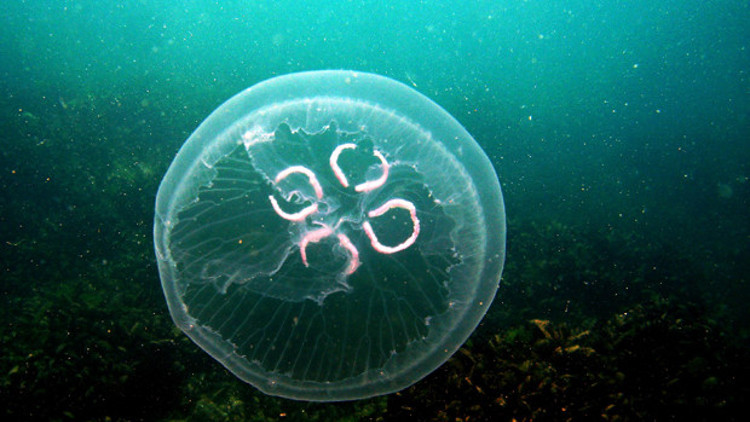 Zehirli denizanalarına büyük takip