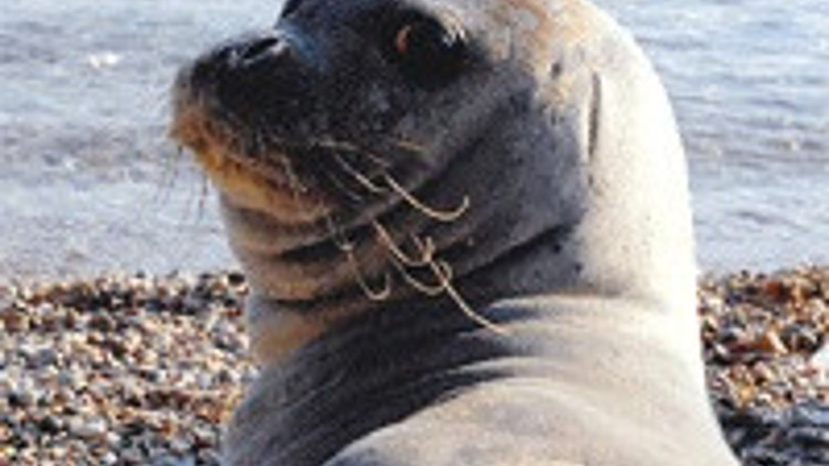 Fok Badem’e dokunmayın