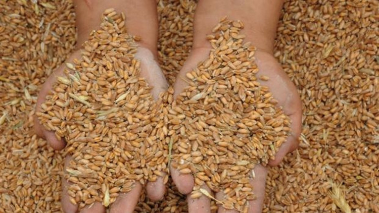 Buğday üretiminde iyimser beklenti