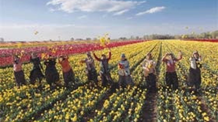 Çumranın lale tarlaları