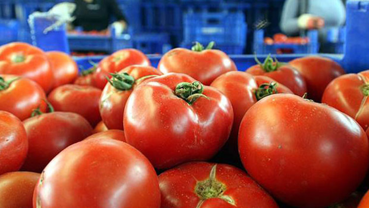 Avrupanın sebzesi Adanadan gidiyor Avrupanın sebzesi Adanadan gidiyor