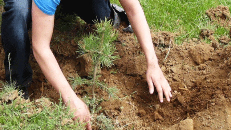 120 bin işsize ağaç dikim işi 120 bin işsize ağaç dikim işi