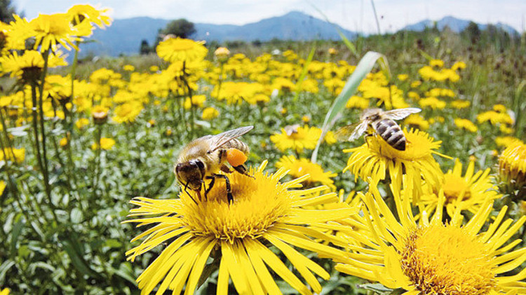 İzmir’de arı safari