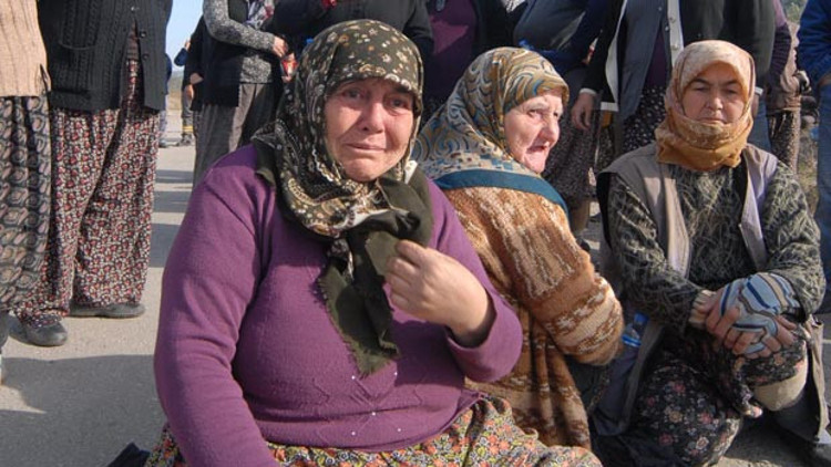 6 bin zeytin ağacı kesildi, Danıştay yürütmeyi durdurdu 6 bin zeytin ağacı kesildi, Danıştay yürütmeyi durdurdu