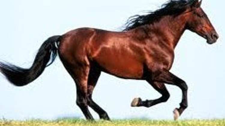 Karargahı Ankara, sembolü at Karargahı Ankara, sembolü at