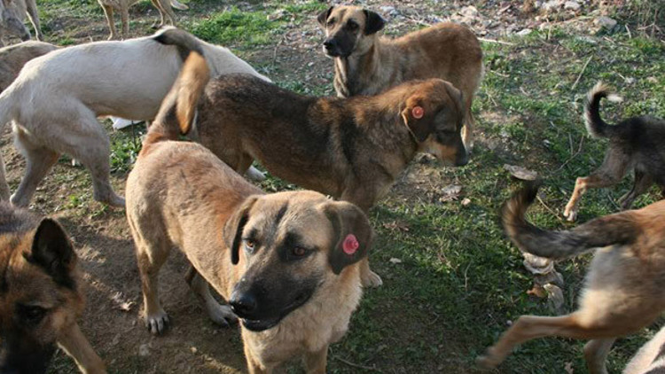 Sokak hayvanlarının kahramanı olun