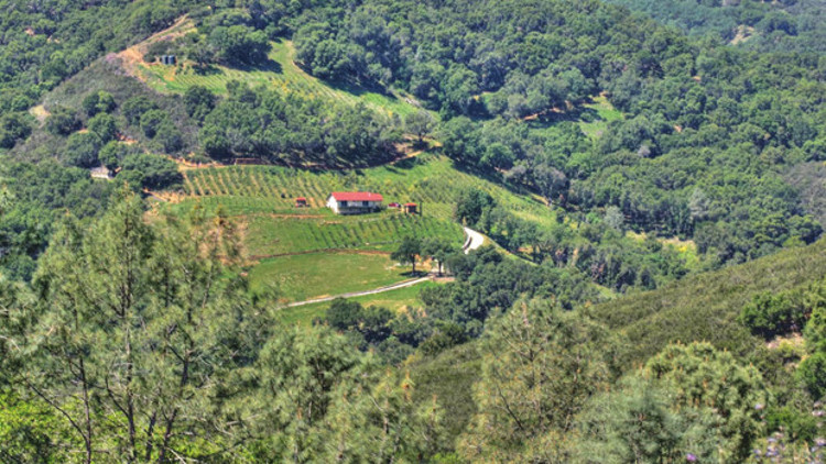 Napa Vadisi’nin şarap kralı